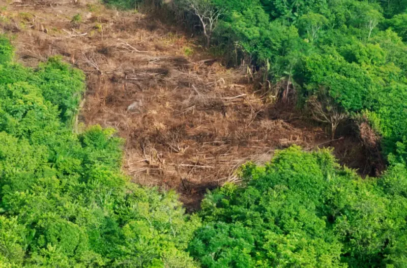 Vista aérea de uma área desmatada em meio à floresta